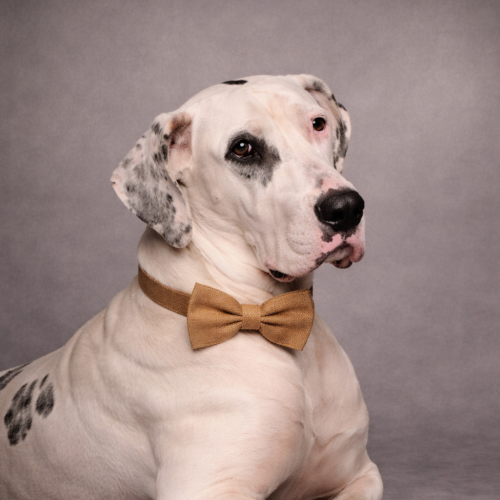 Louie SIA Happiness Advisor